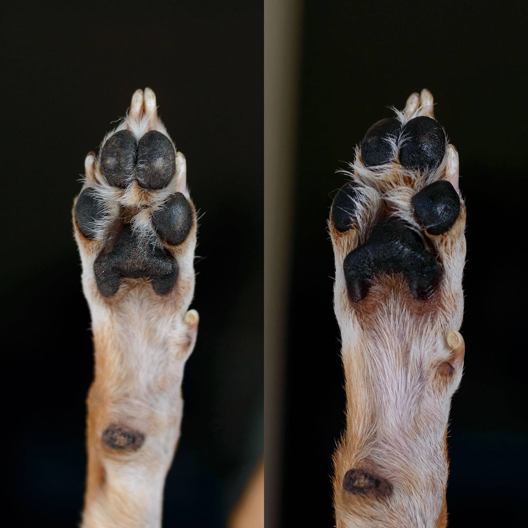 Simply Sage Dog Treats, LLC - Wholesale Pet Paw Protection - White Label Unscented Paw Balm Dog and Cat, Private Label8