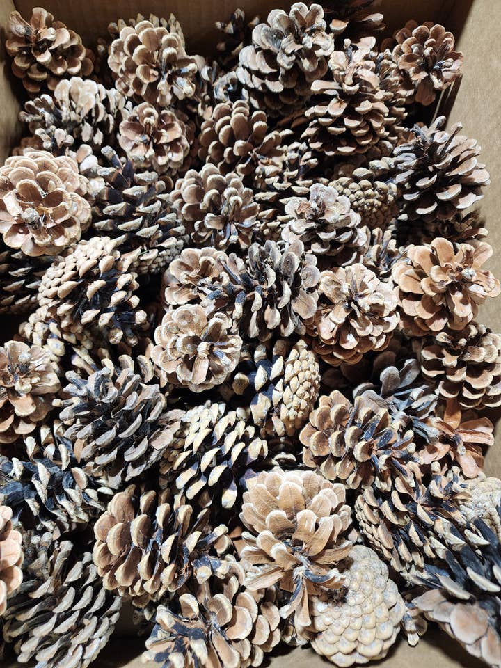 Cônes de pin d'Austrica pour la vente par Northwoods Natural Accents