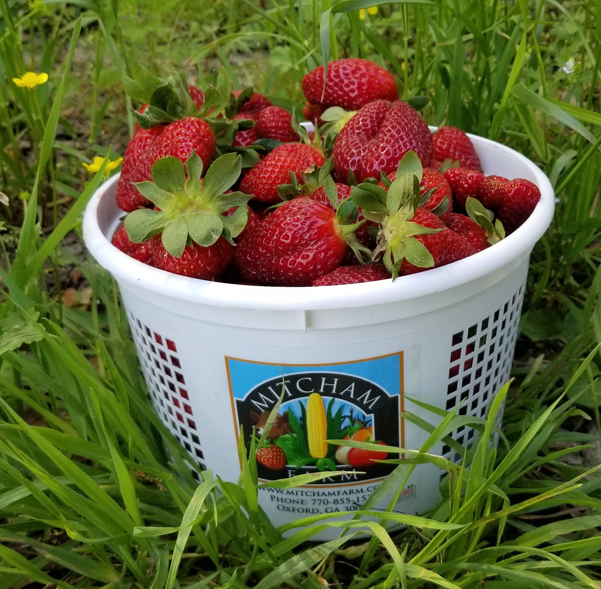 Georgia Jams - Vente Confiture/gelée - Sunrise de fraise - 9 oz6