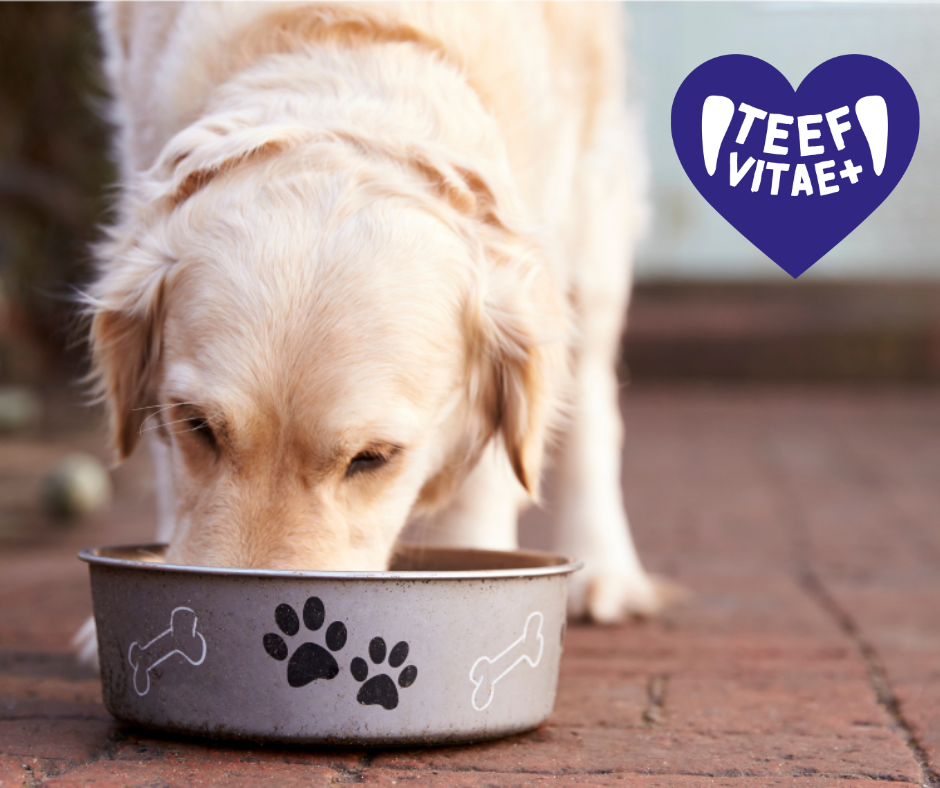 PerAnimal - Wholesale Pet Supplement - Cat/Dog - TEEF Vitae+ | Healthy dental care while drinking for dogs & 6