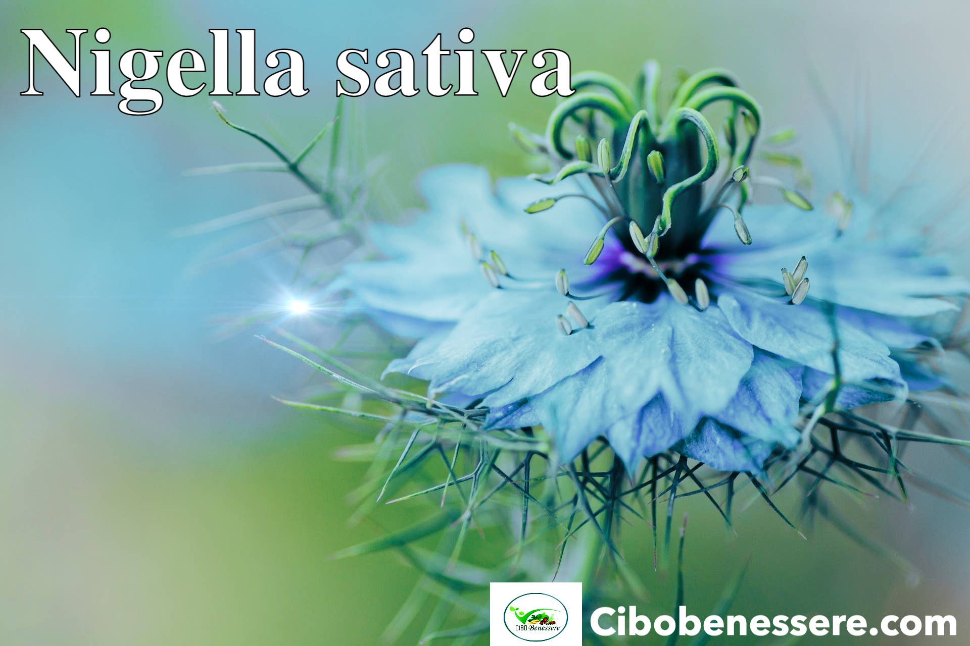 Cibobenessere - Vendita all'ingrosso Erbe aromatiche - NIGELLA SATIVA3