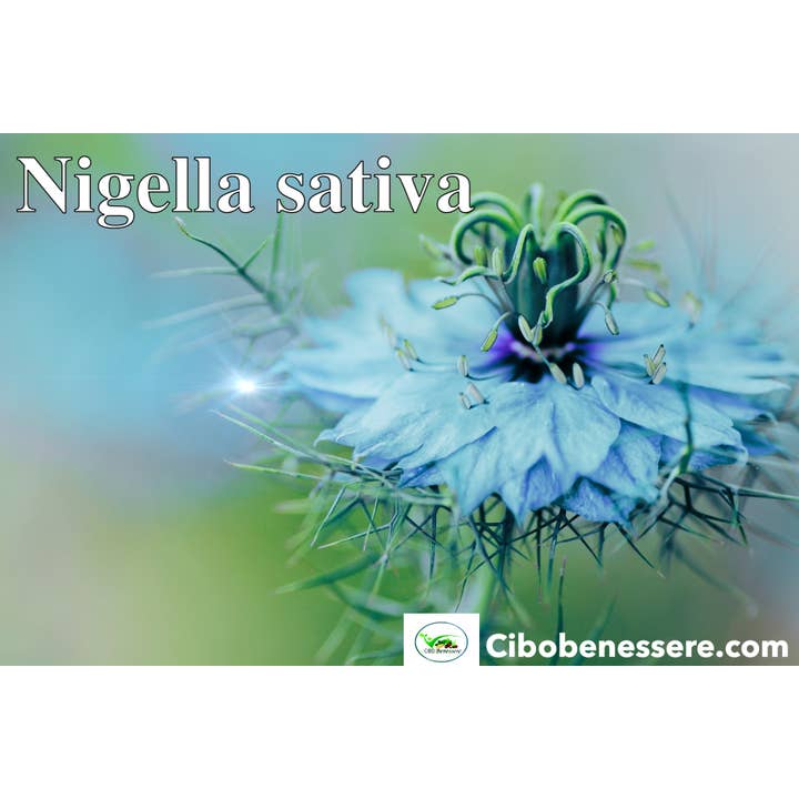 Cibobenessere - Wholesale Herbs - NIGELLA SATIVA3