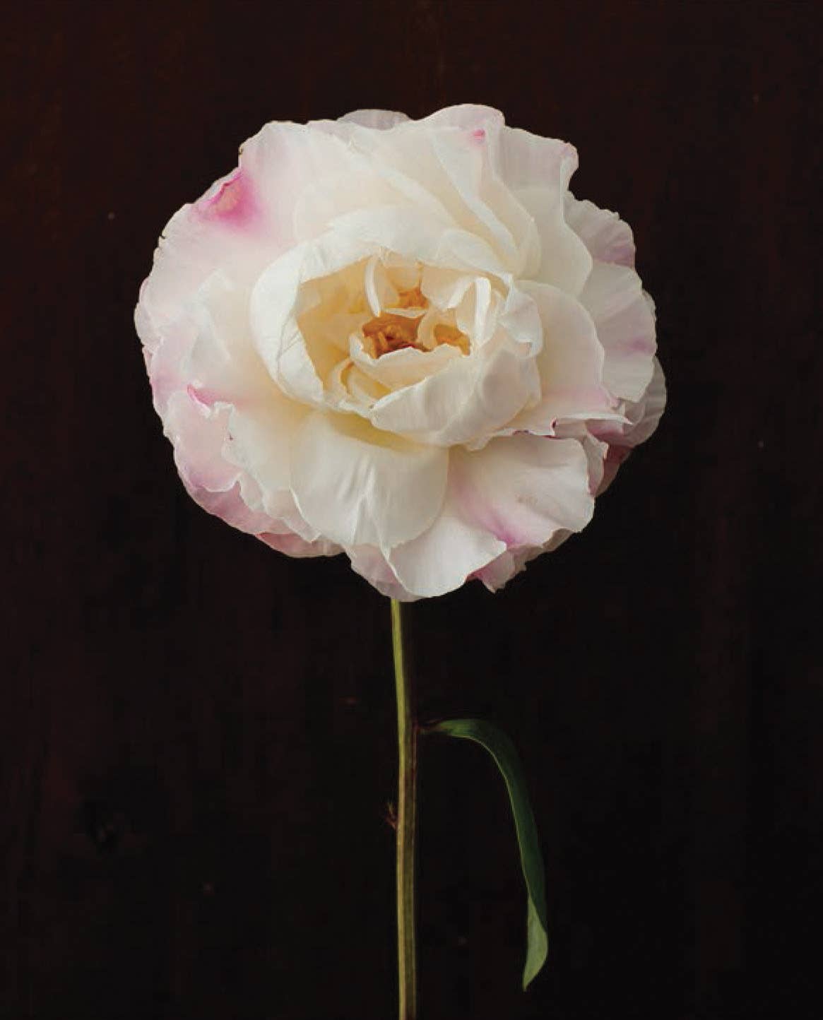 Chronicle Books - Wholesale Stationery/Notecard Set - Pretty Peonies5