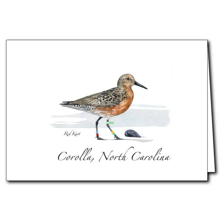 Red Knot for wholesale by Earth Sky + Water