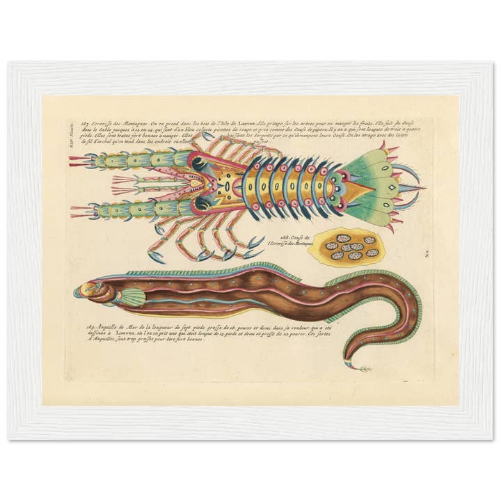 Maison de Paloma - Wholesale Art Print - Ecrevisse and anguille de mer24