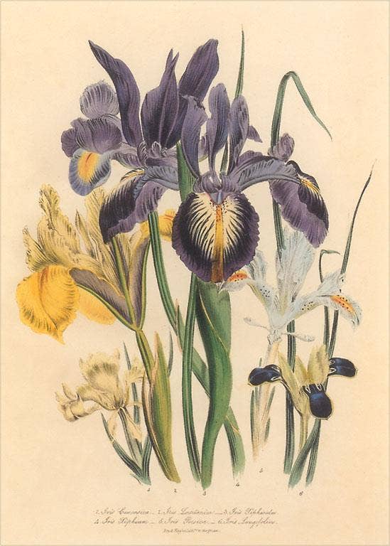 Found Image Press - Wholesale Postcard - Postcard FC-324 Irises0
