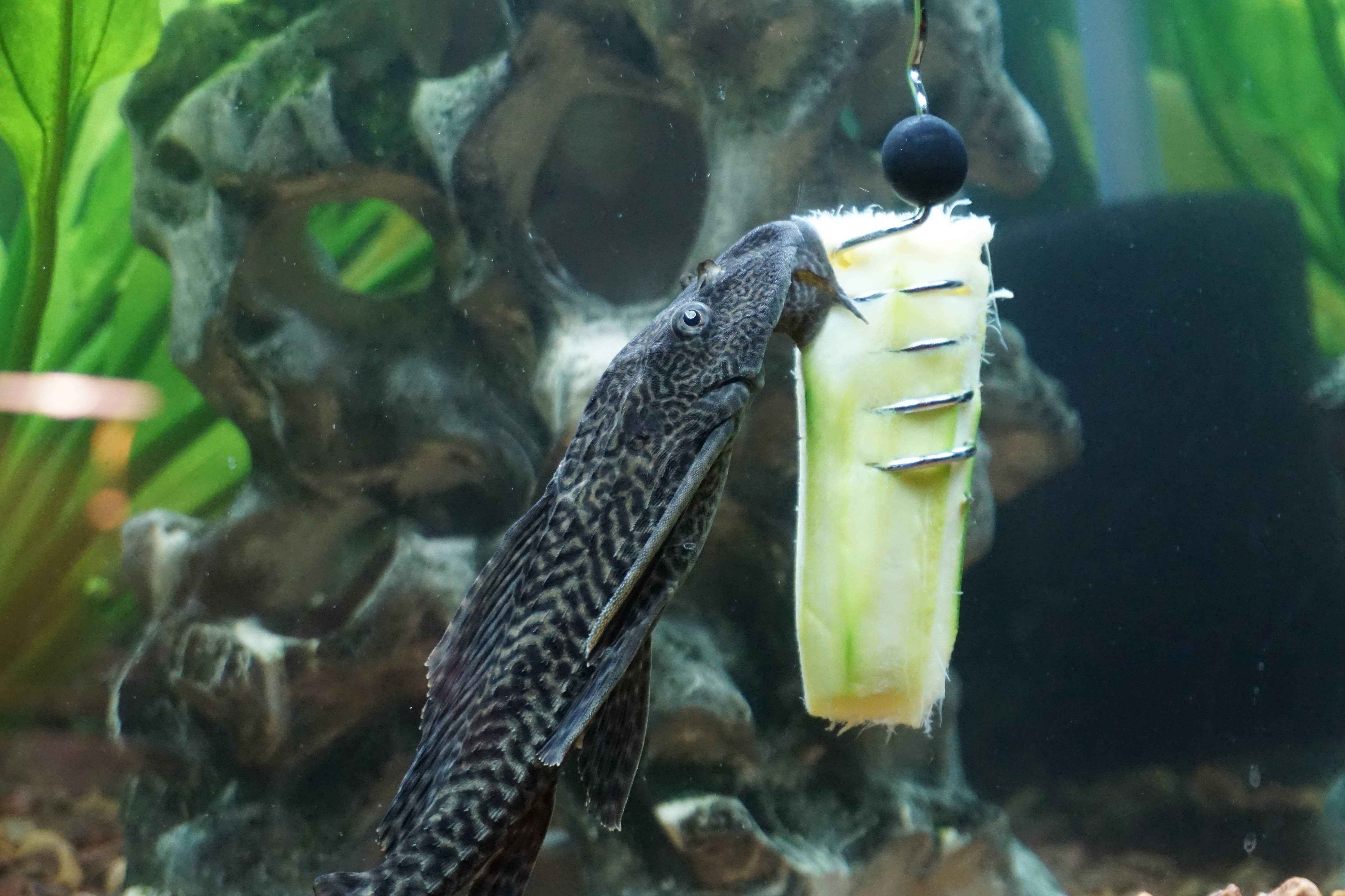 The Pleco Feeder - Wholesale Pet Food - Not Cat/Dog - The Pleco Feeder - CUSTOMER FAVORITE fish/aquarium/pet shops10