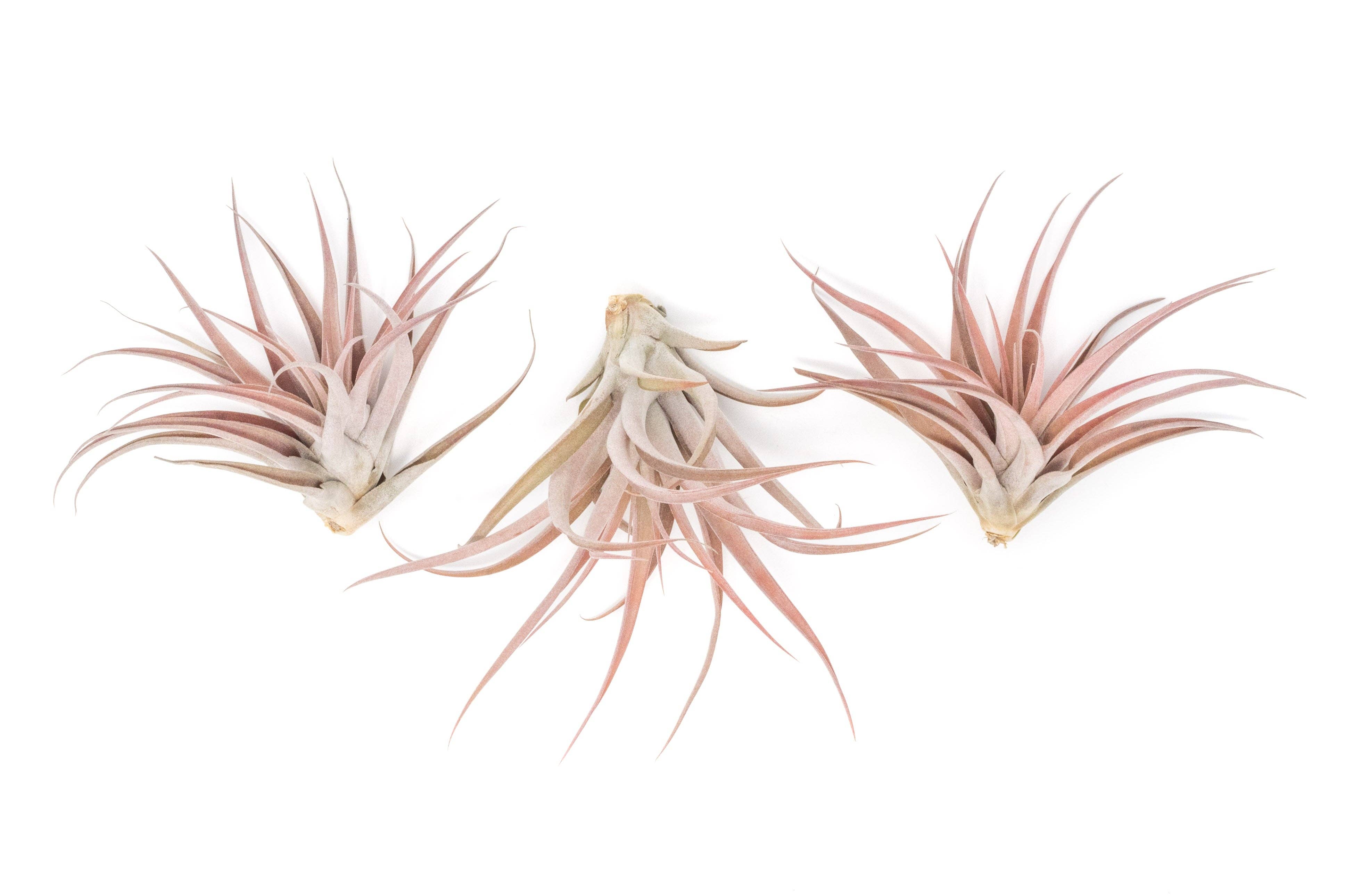 Air Plant Shop - Wholesale Live Plant - Tillandsia Capitata Peach Air Plants (24)1