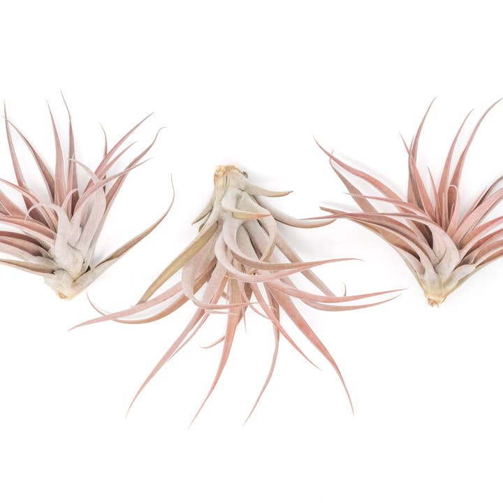 Air Plant Shop - Wholesale Live Plant - Tillandsia Capitata Peach Air Plants (24)1