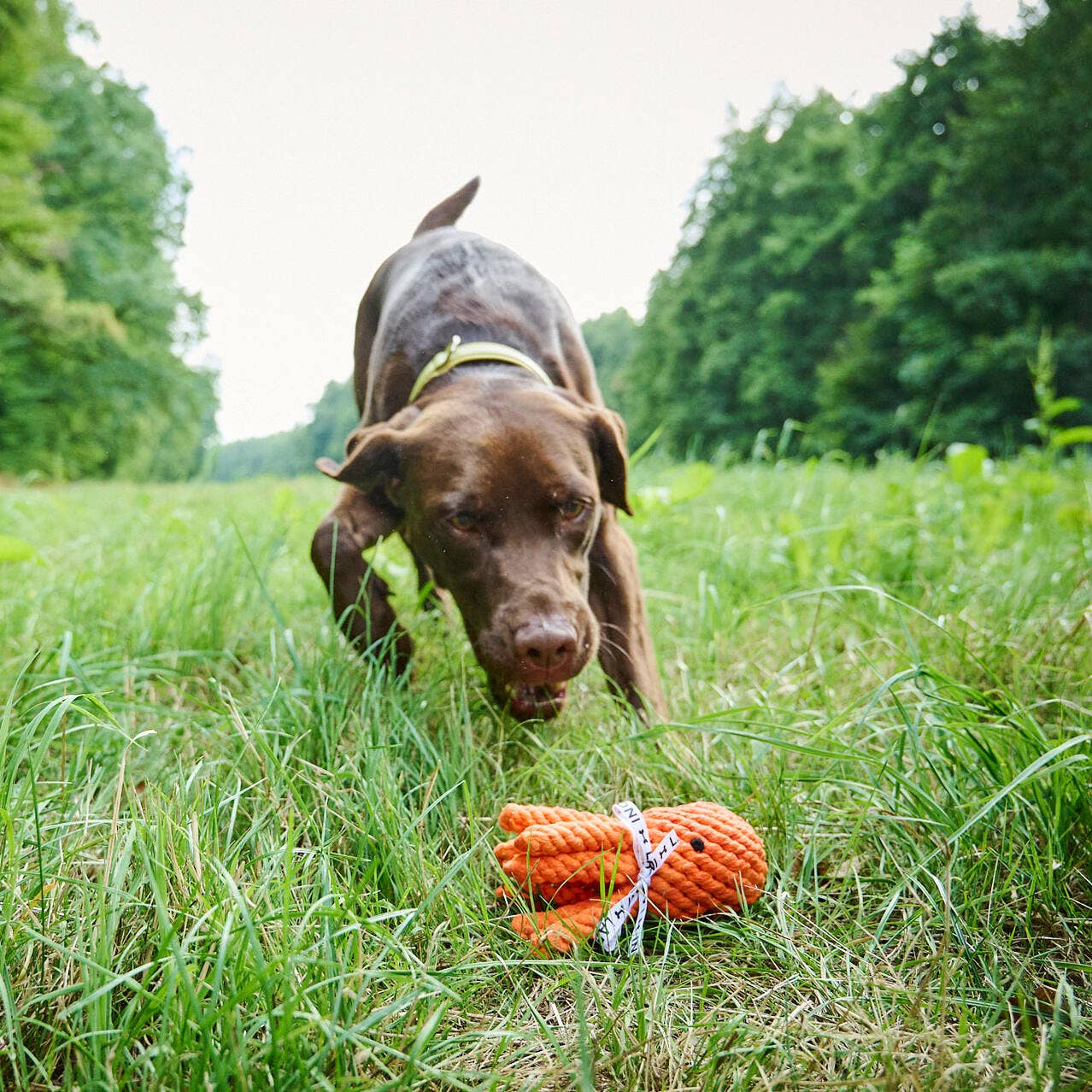 LABONI - Volentis GmbH - Vendita all'ingrosso Giocattolo di corda - Cani - THADDÄUS TENTACOLI – Divertimento con otto braccia2