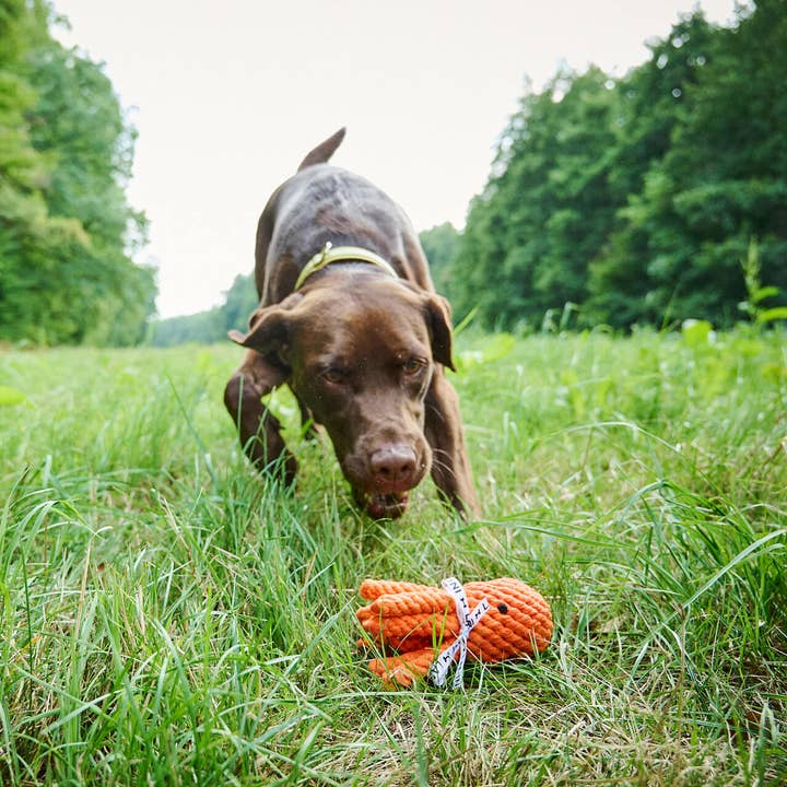 LABONI - Volentis GmbH - Vendita all'ingrosso Giocattolo di corda - Cani - THADDÄUS TENTACOLI – Divertimento con otto braccia2