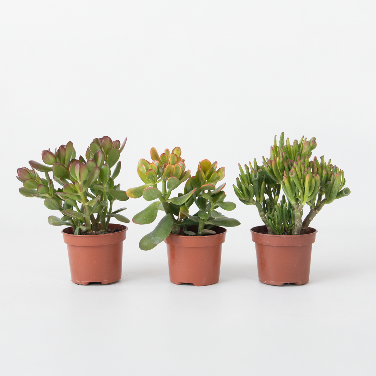 Oasis of Life - Wholesale Succulent - Money Tree 3 Plants – Crassula ovata Varieties ‘Minor’, ‘Hobbit’ & ‘Sunset’ – Height 10–25cm – Ø12cm – Easy-care Succulents – Lucky Plants for Home & Office0
