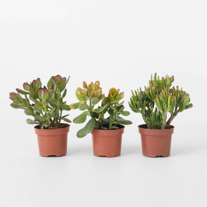 Oasis of Life - Wholesale Succulent - Money Tree 3 Plants – Crassula ovata Varieties ‘Minor’, ‘Hobbit’ & ‘Sunset’ – Height 10–25cm – Ø12cm – Easy-care Succulents – Lucky Plants for Home & Office