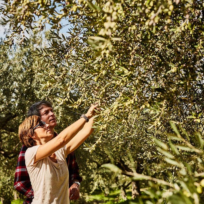 JC Olivenöl - Wholesale Olive Oil - JC Olive Oil - 5 Liter Canister - Organic Extra Virgin Olive Oil4