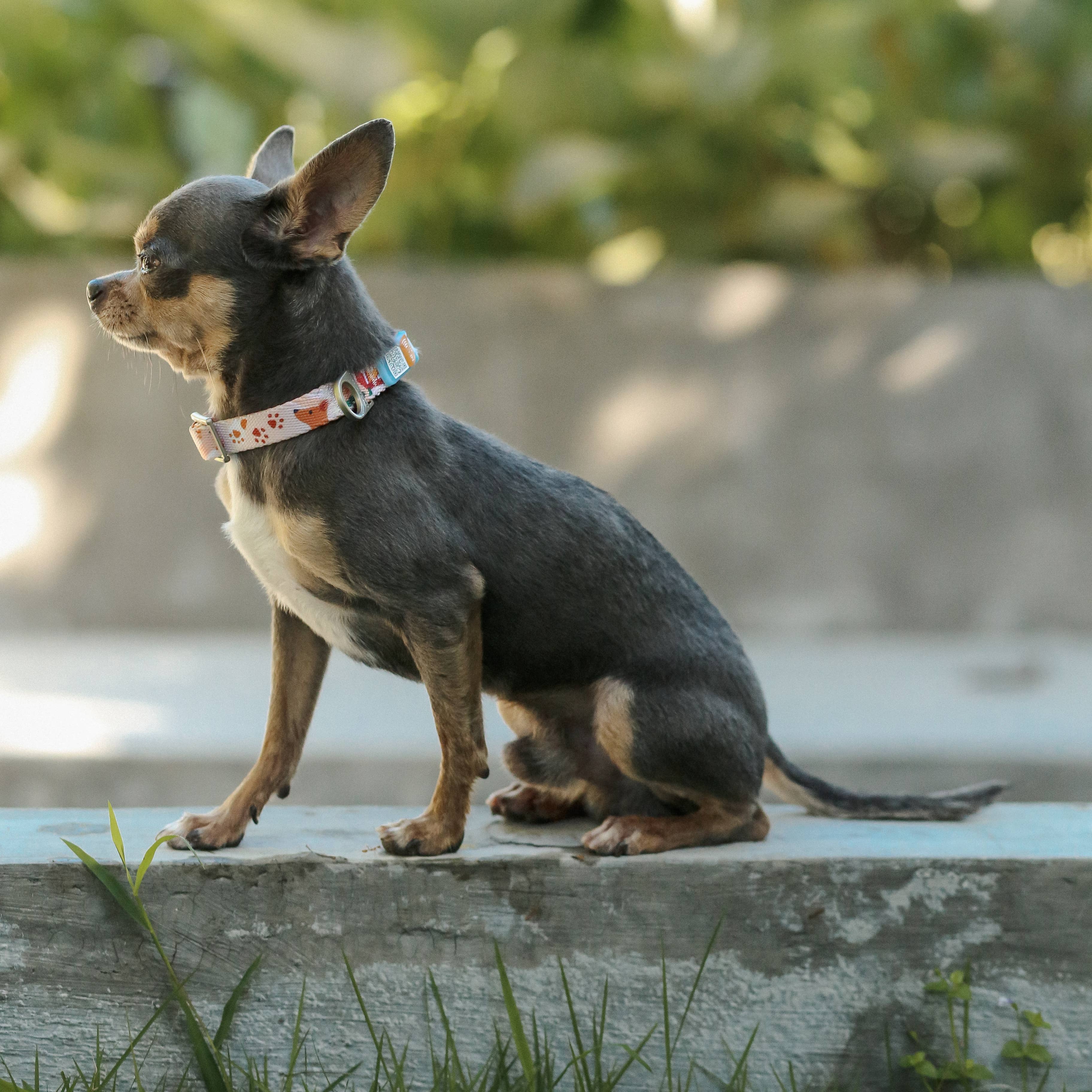 Pawnec - Wholesale Pet Collar - Cat/Dog - NeoCollar "Glow n' Go"10