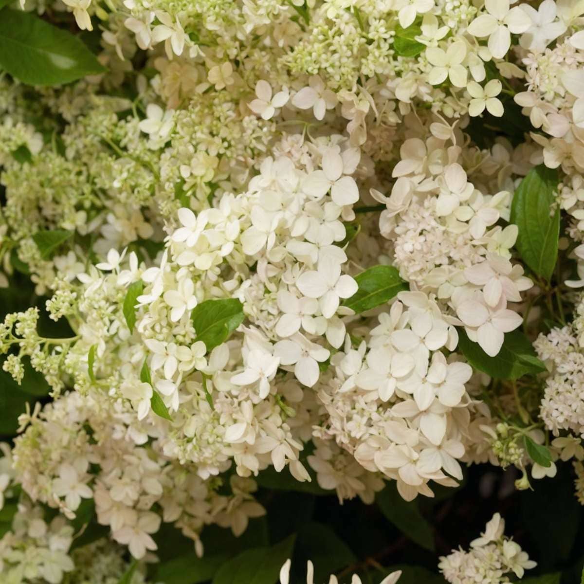 Oasis of Life - Wholesale Live Plant - Hydrangea Hortensie – Hydrangea Paniculata 'Confetti' – Fragrant panicled hydrangea with delicate flowers in white, pink & green – Hardy to -30°C – For garden, terrace & balcony – Height 25–40cm – Ø19cm5