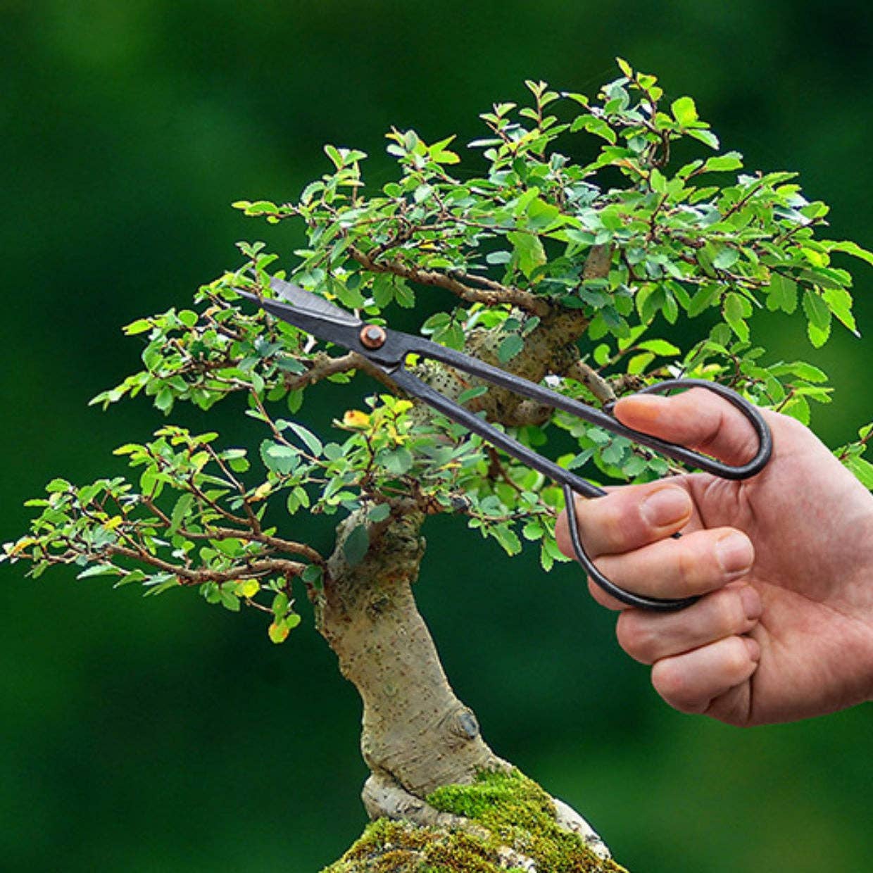 Trendhero.nl/b2b - Wholesale Garden Tool - Bonsai twig shears slim - 20,5 cm - Bonsai tool0