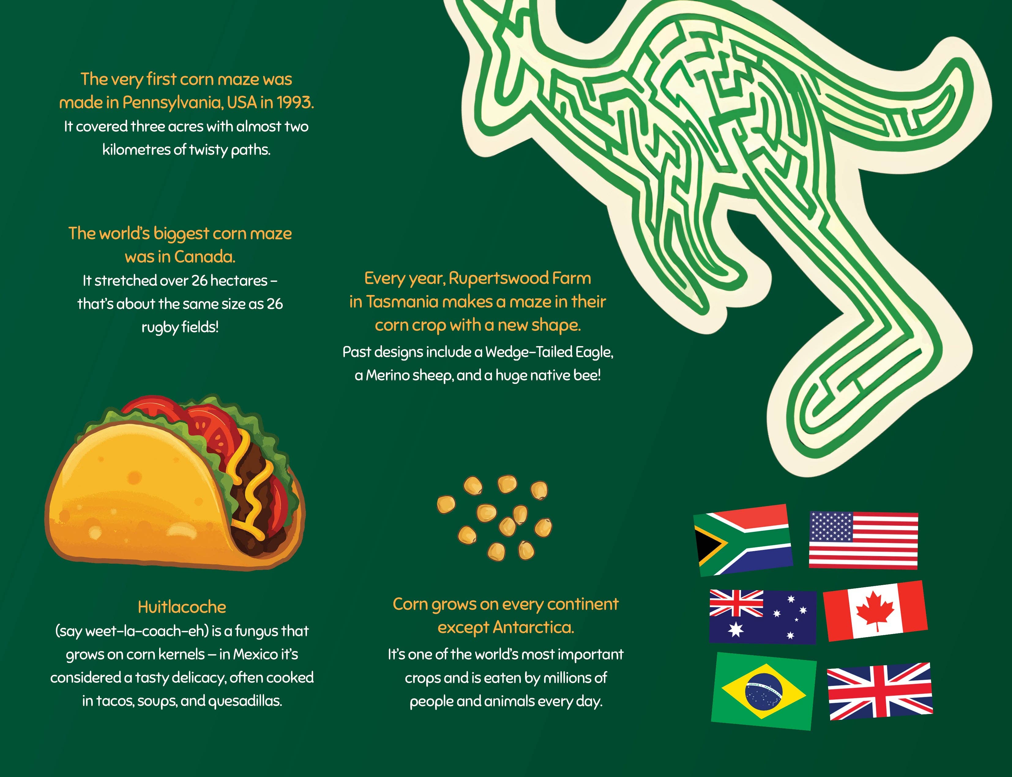 George the Farmer - Wholesale Pre-school book (3–5) - George the Farmer Kangaroo Cornfield8