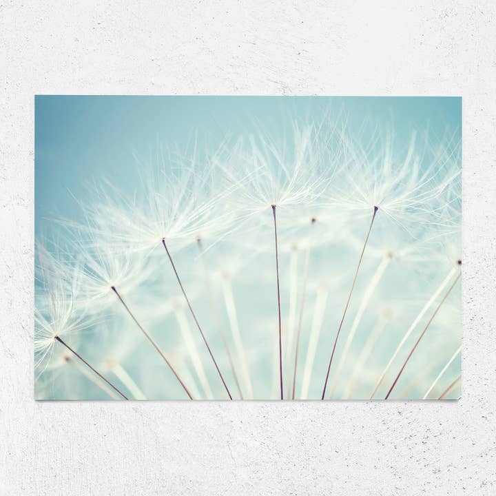 Postkort mælkebøtte A6 lykønskningskort for engroshandel hos Justepixx