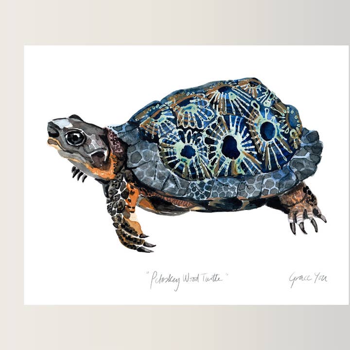 ART PRINT || Petoskey Wood Turtle for wholesale by Papermiel Designs