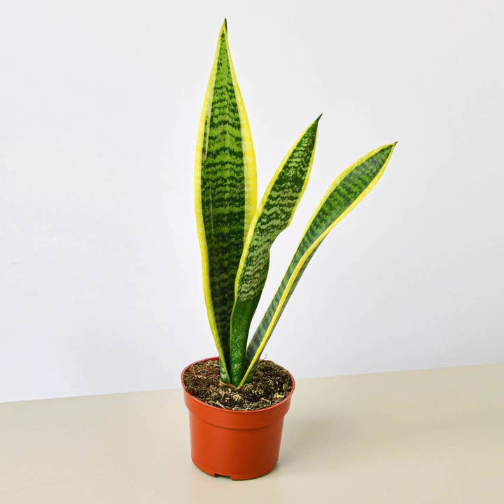 SNAKE PLANT LAURENTII 3-inch for wholesale by House Plant Wholesale