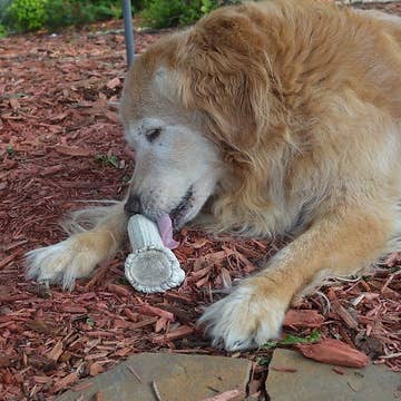 QT Dog, LLC - Wholesale Pet Chew Toy - Dog - Antlerz5