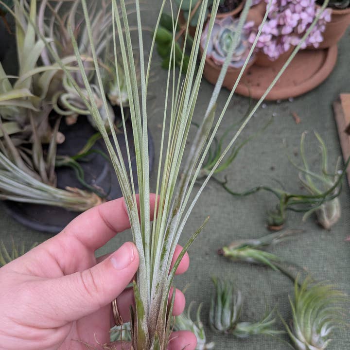 The Succulent Shed Co - Wholesale Live Plant - Live Air Plants