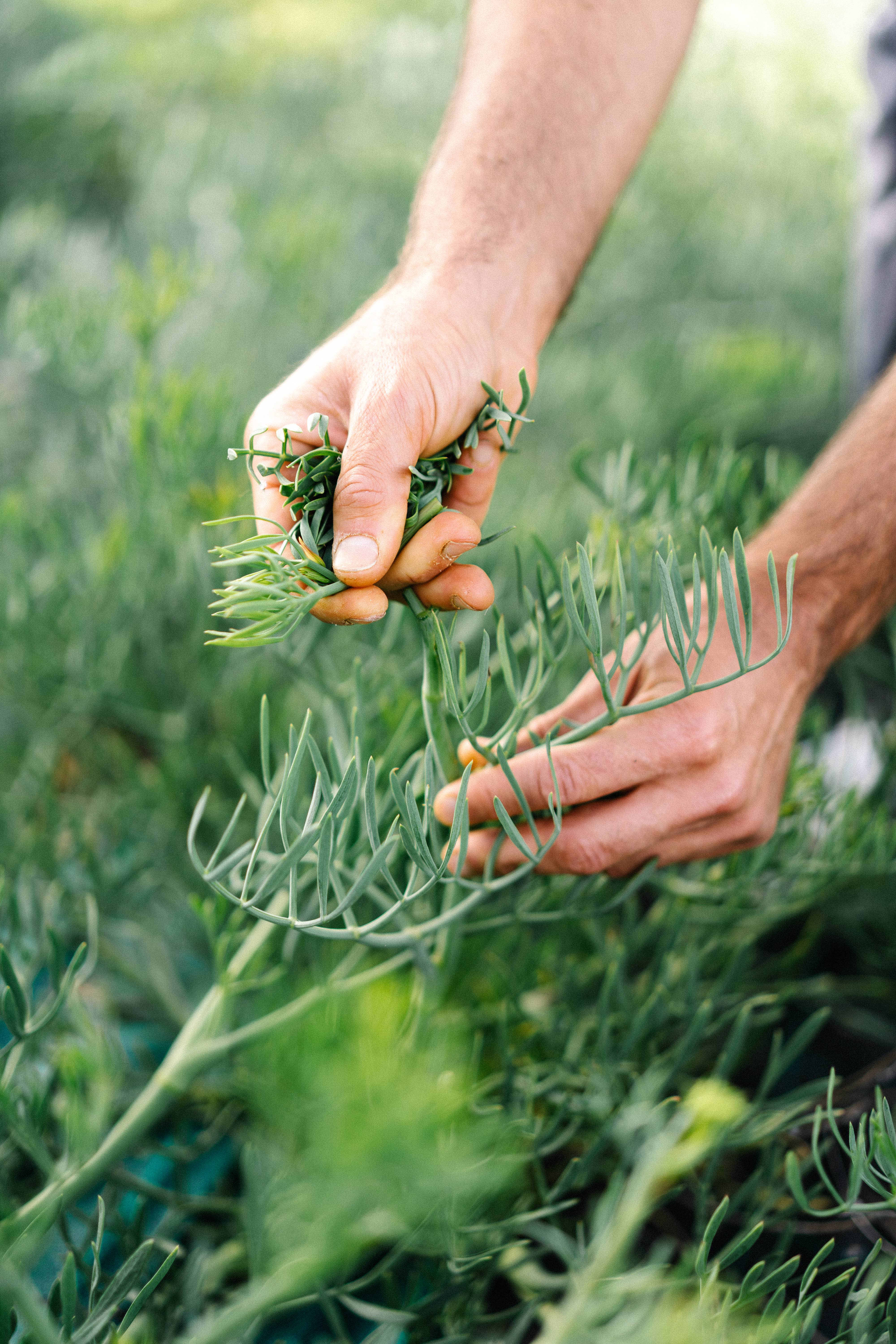 Rinci - Vendita all'ingrosso Mix di spezie secche - Pomodori secchi e Paccasassi del Conero sott'olio6