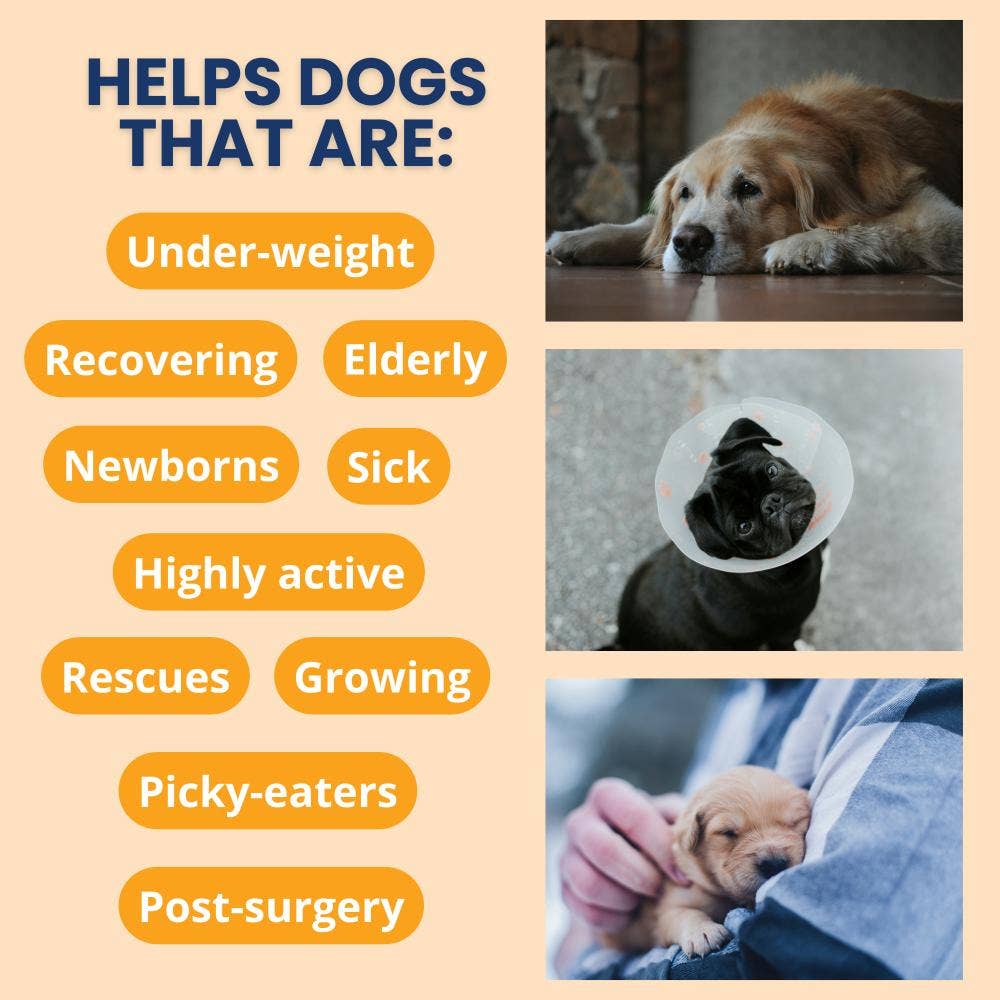 Pet Palette Distribution - Wholesale Pet Supplement - Dog - Under the Weather Ready Cal Plus w/Electrolytes Squeezable3