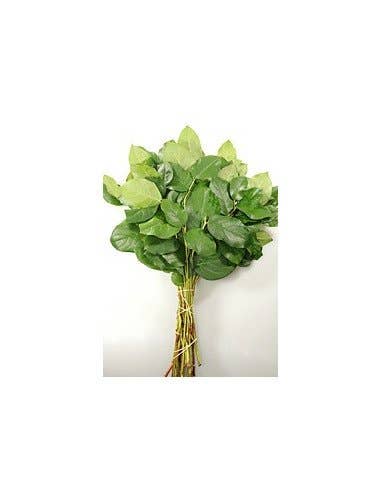 Florasource - Wholesale Fresh Cut Flowers - Salal Tips  5 / 10 / 15 / 20 bunches1