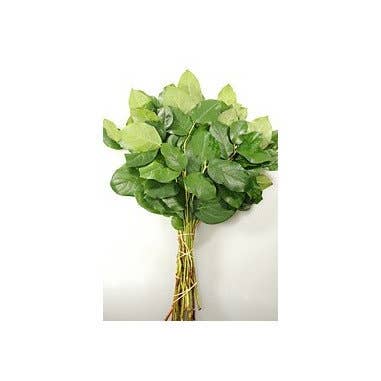 Florasource - Wholesale Fresh Cut Flowers - Salal Tips 5 / 10 / 15 / 20 bunches1