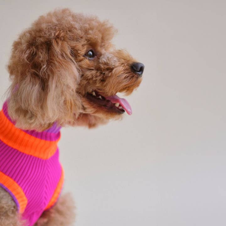 COUCHER DE SOLEIL ÉLECTRIQUE LE PULL LUMINEUX (magenta) en vente sur Faire2