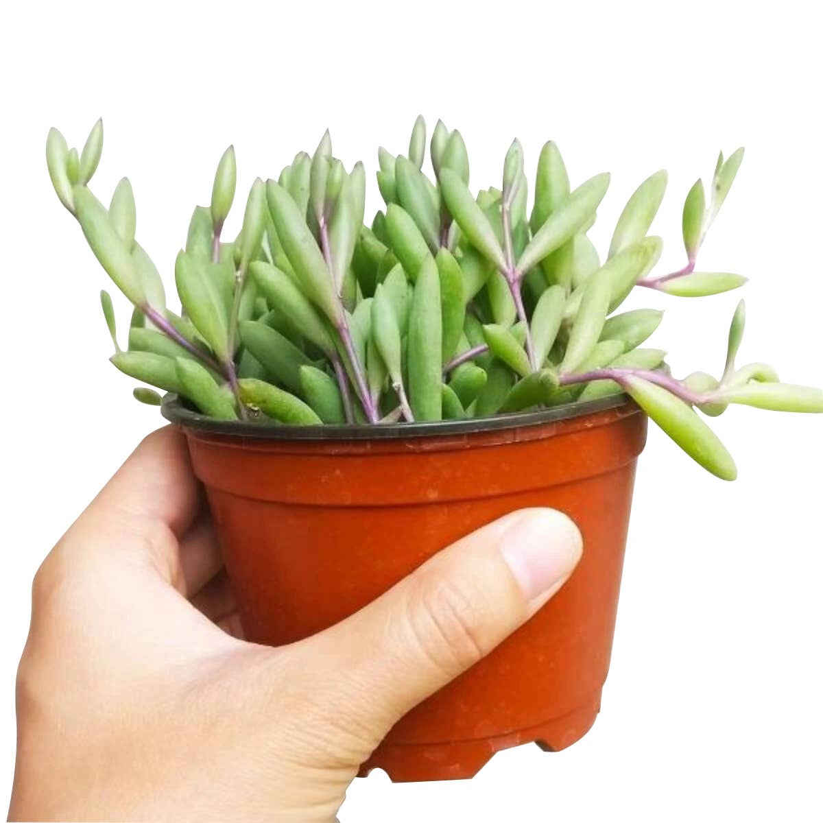 Best Plant Friend - Wholesale Succulent - Ruby Necklace Succulent - Hanging Succulents 2/4/6 inch1