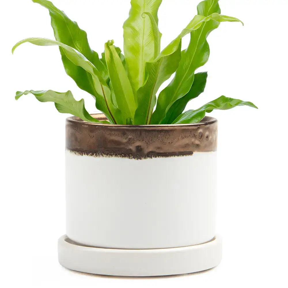 Chive - Wholesale Plant Pot - Minute Handmade Ceramic Planter Indoors Pot With Saucer20