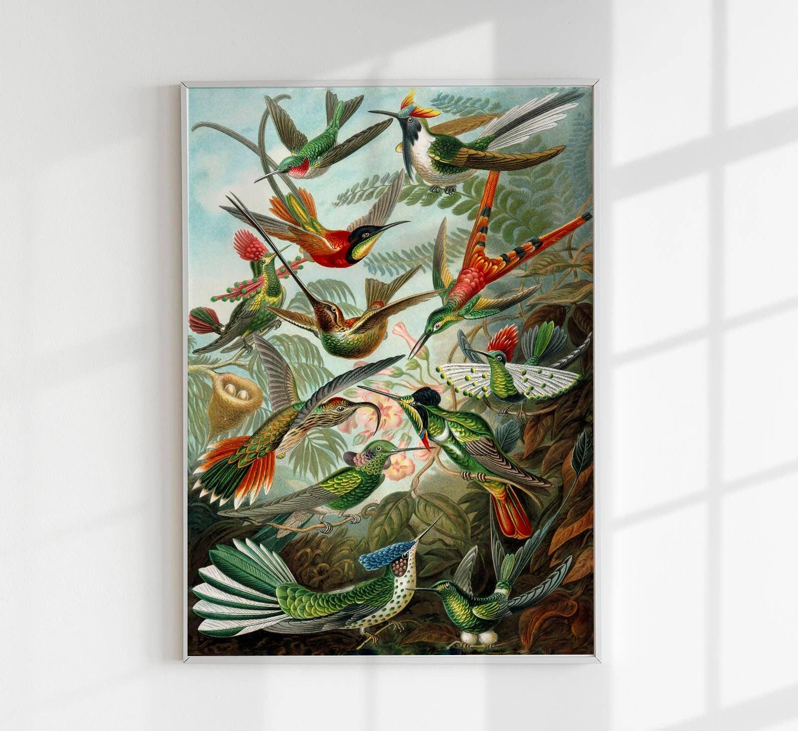 Patroa Studio - Wholesale Poster - Birds of Paradise by Ernst Haeckel Poster