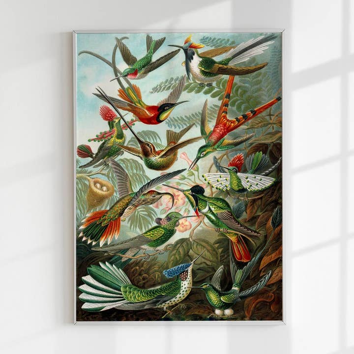 Poster Paradijsvogels van Ernst Haeckel voor wholesale door Patroa Studio