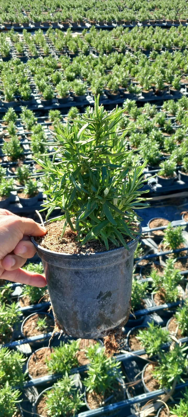 VIVERCID - Wholesale Live Plant - Rosmarinus Officinalis1