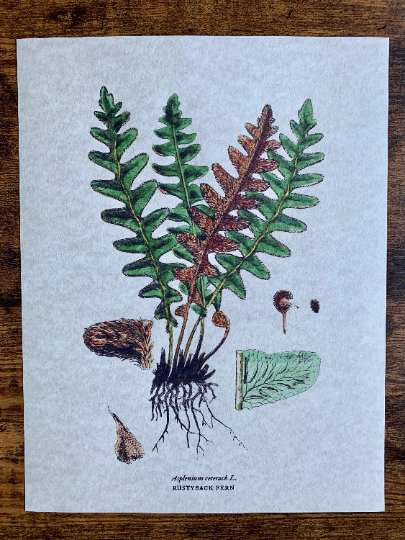 Magnifique Hearts - Wholesale Art print - Vintage Styled Fern Illustrations, Old Botanical Art Prints4