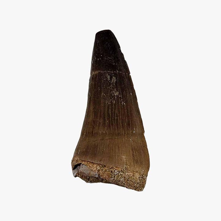 Lapidary Central - Wholesale Decorative Tabletop Object - Fossil Mosasaur Tooth Display Specimen! Fossil Dinosaur Teeth!2