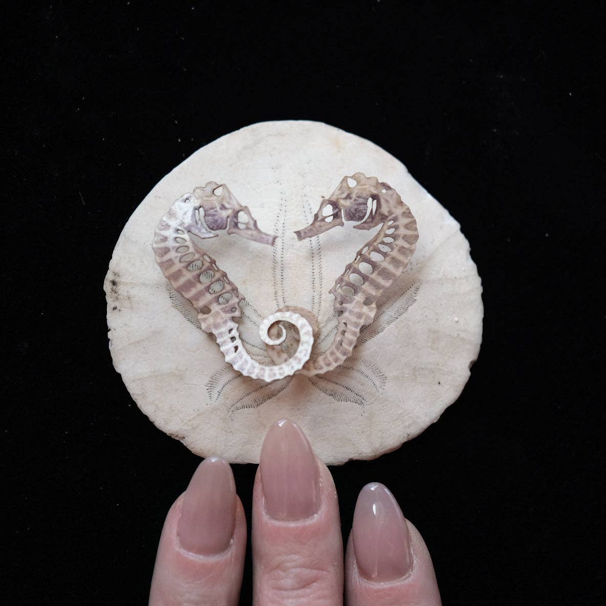 Moth and Myth – Engroshandel Pyntefigur – 'Seafoam' sæl-hest skelet sæt2