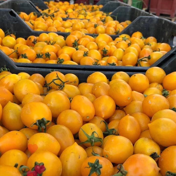 Gustarosso - Wholesale Sauce - LUCARIELLO natural yellow tomato3