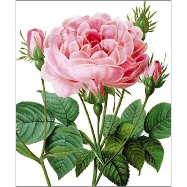 Vevoke - Wholesale Everyday greeting card - Card-Rosa Gallica Granati