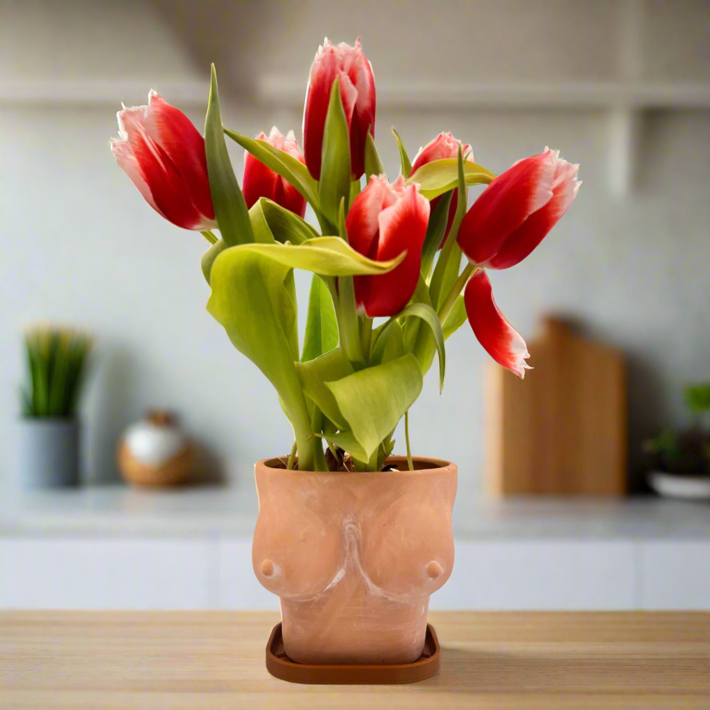 Simply Supplied Co – wholesale Kruka – Boob Kruka | Terrakotta Kruka | Roliga Bröst Kaktus Unik12