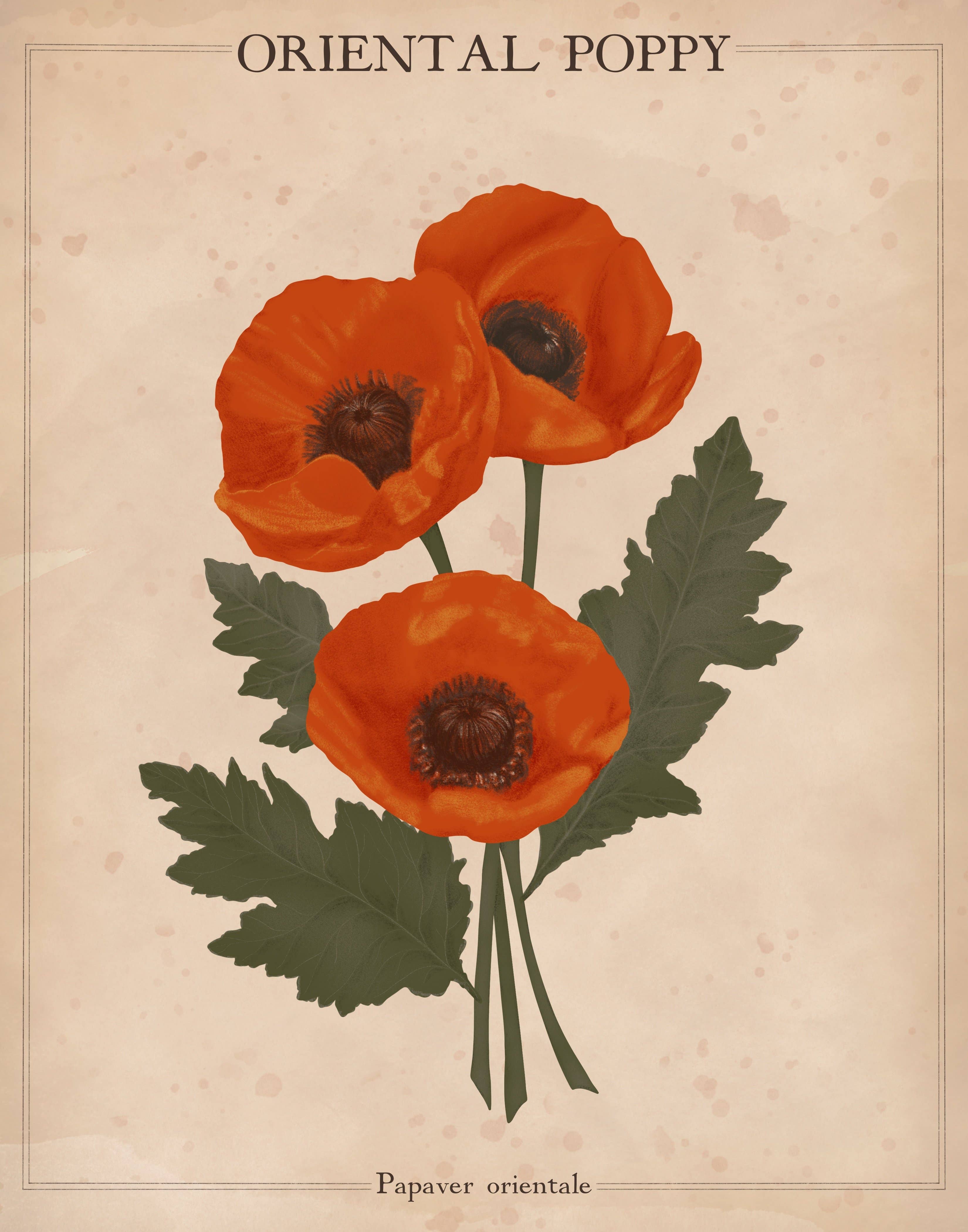 Wholesale Vintage Inspired Poppy Floral Botanical Art Nouveau