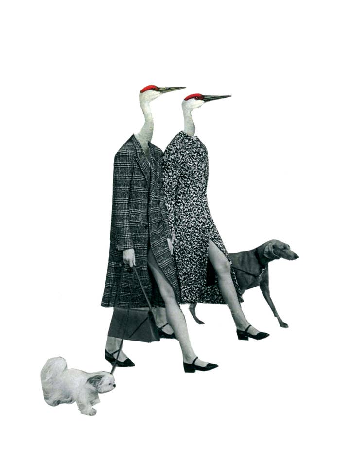 Paseando a los perros para venta al por mayor de Rare Bird