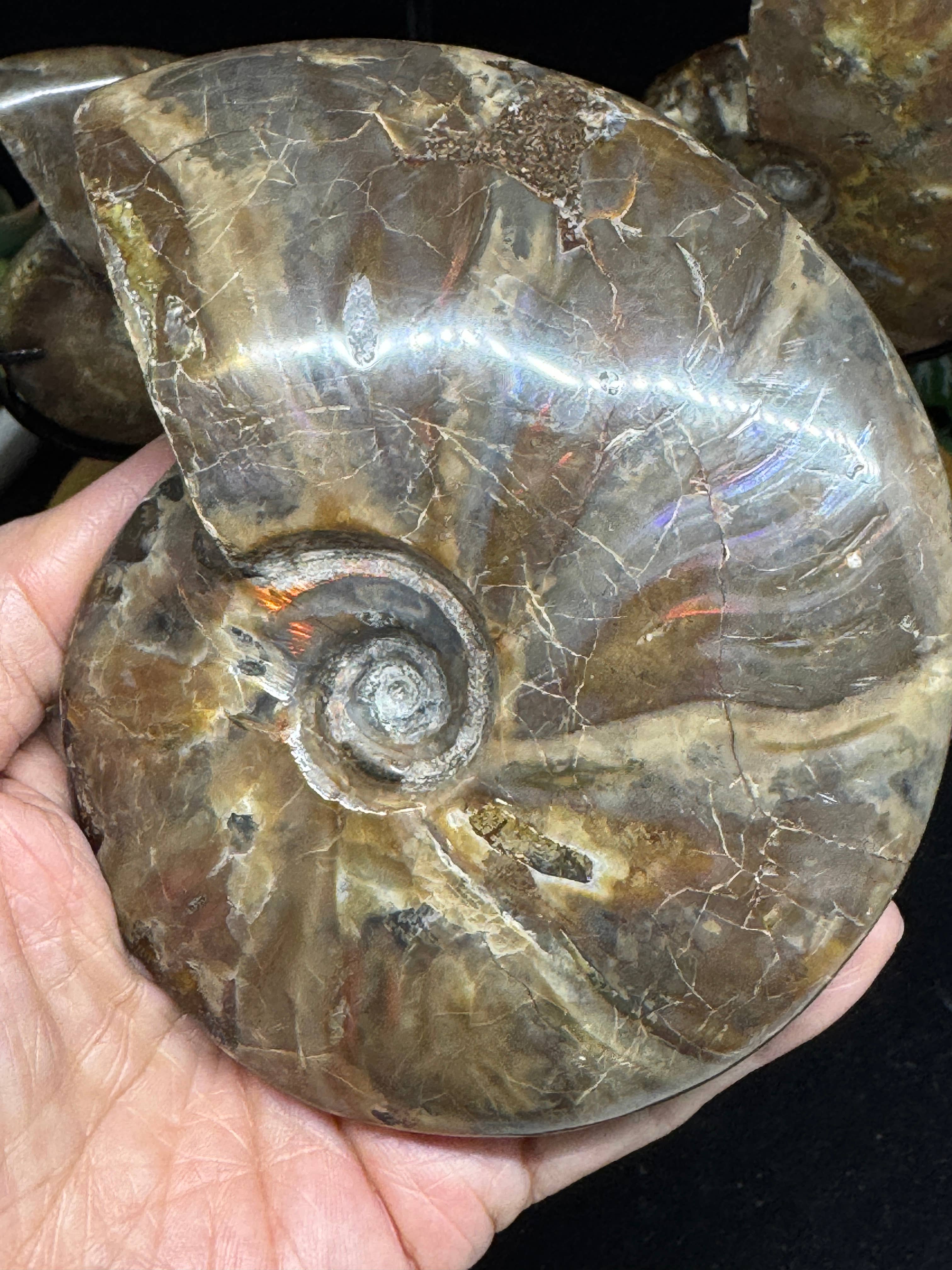 The 7 Directions - Wholesale Spiritual Stone/Crystal - 3 pc Red Lavender Fire ammonite G5477