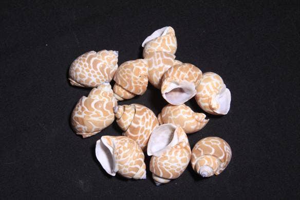 Darlene's Shells - Wholesale Decorative Tabletop Object - ZELANDICA BABYLONIA