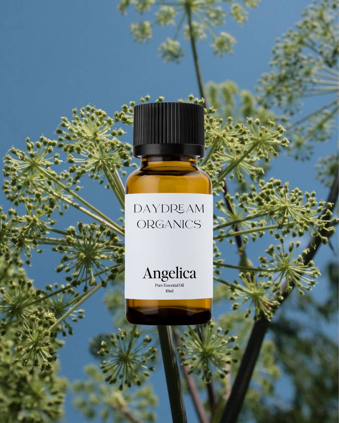 Daydream Organics | Prairie Doctor Brand - Wholesale Essential Oil - Angelica Essential Oil