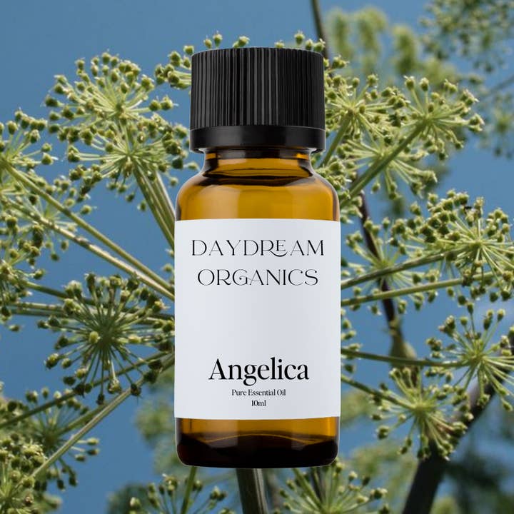 Daydream Organics | Prairie Doctor Brand - Wholesale Essential Oil - Angelica Essential Oil0