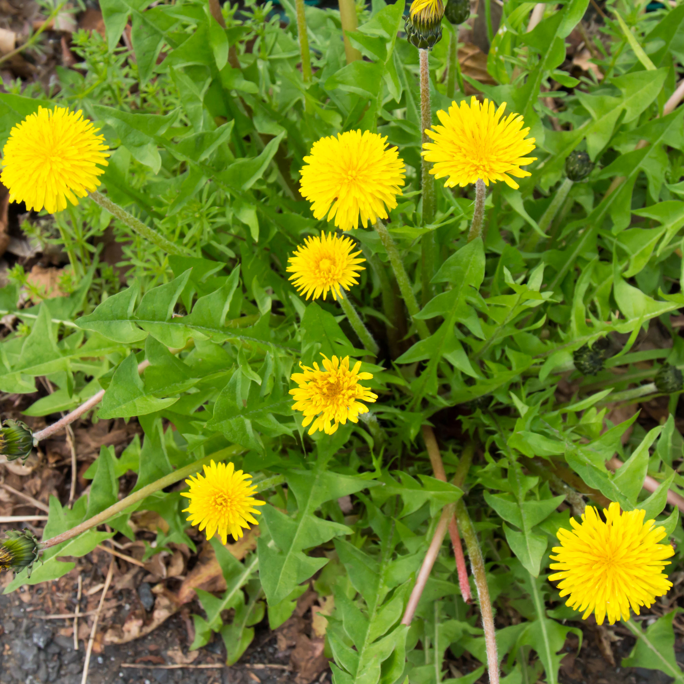 Piccolo Seeds – wholesale Plant seeds – Dandelion Vert de Montmagny1